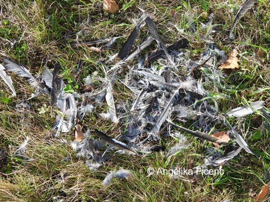 Eichelhäher Rupfung © Mag. Angelika Ficenc