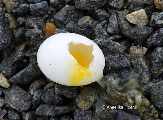 Ringelaube (Columba palumbus)  © Mag. Angelika Ficenc