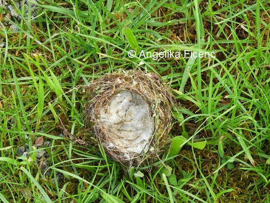 Stieglitz Nest © Mag. Angelika Ficenc