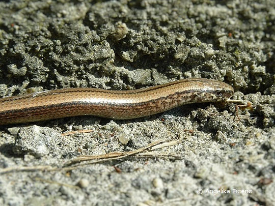 Blindschleiche (Anguis fragilis) © Mag. Angelika Ficenc