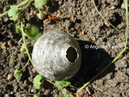 Frisch gebautes Nest © Mag. Angelika Ficenc