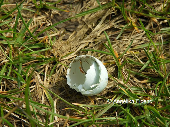 Eierschale, Star © Mag. Angelika Ficenc