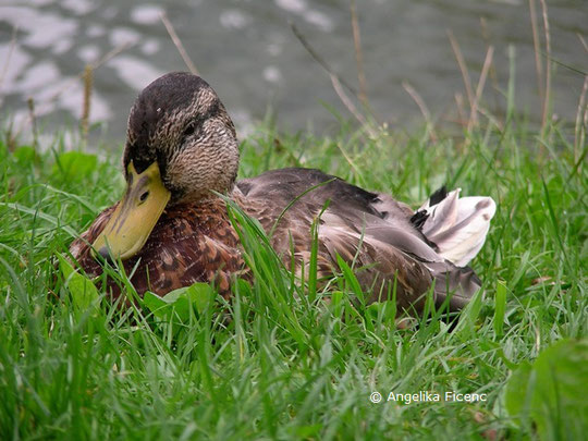 Stockenten - Hybrid  ©  Mag. Angelika Ficenc