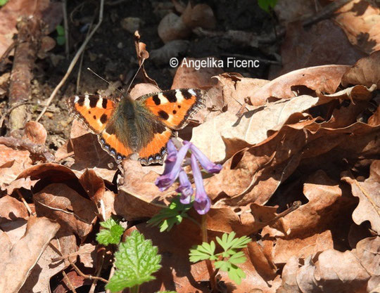 Kleiner Fuchs © Mag. Angelika Ficenc