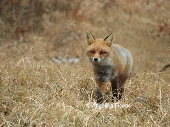 Rotfuchs © Mag. Angelika Ficenc