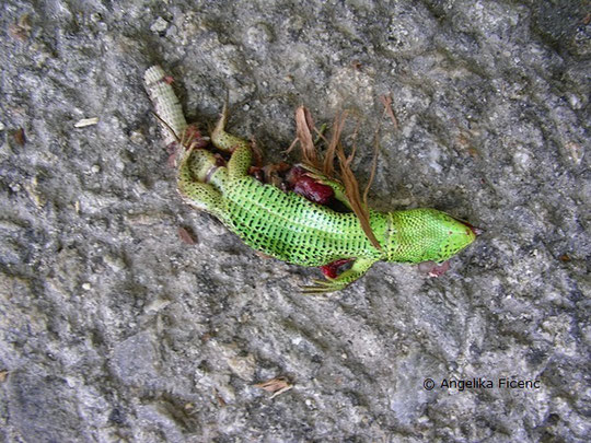 Zauneidechse (Lacerta agilis),   © Mag. Angelika Ficenc