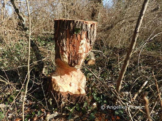 ©  Mag. Angelika Ficenc