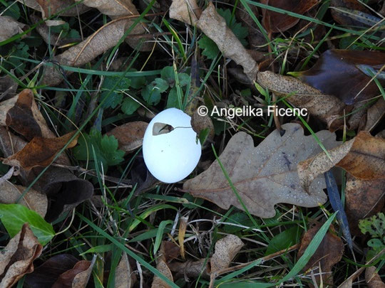 Eierschale Ringeltaube © Mag. Angelika Ficenc