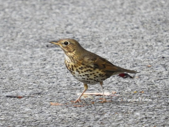 Singdrossel (Turdus philomelos) © Mag. Angelika Ficenc