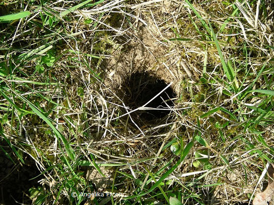 Feldmaus Microtus Arvalis Gangsysteme C Mag Angelika Ficenc Tierspuren Spuren Auf Schritt Und Tritt