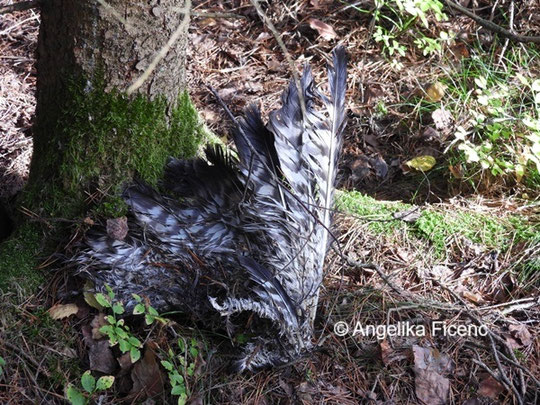 Mäusebussard © Mag. Angelika Ficenc