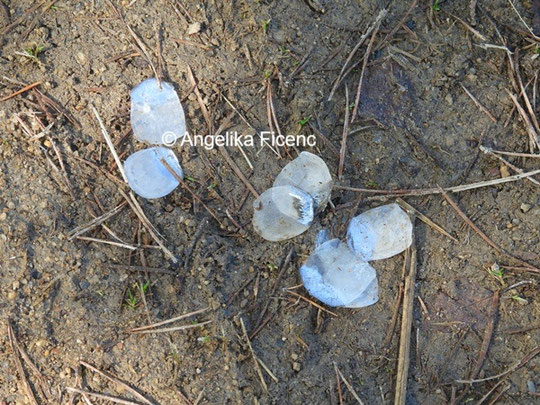 Schuppen © Mag. Angelika Ficenc