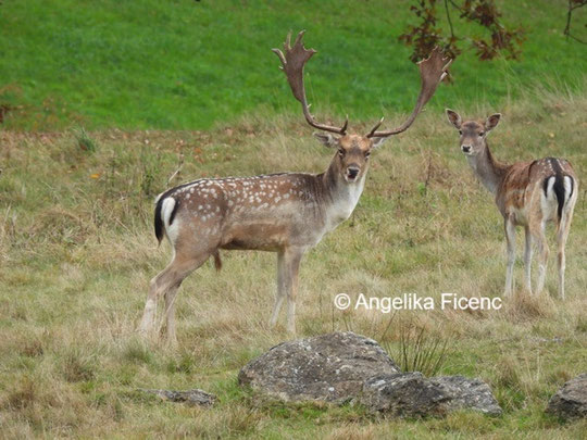 Damwild © Mag. Angelika Ficenc