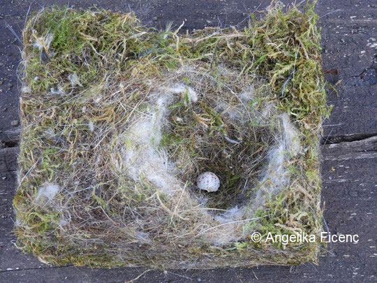 Blaumeise Nest © Mag. Angelika Ficenc