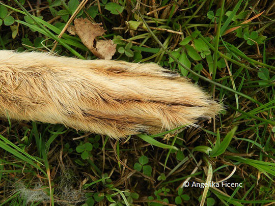 Feldhase (Lepus europaeus) - Hinterlauf, Knochen,   © Mag. Angelika Ficenc