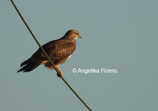 Mäusebussard  © Mag. Angelika Ficenc