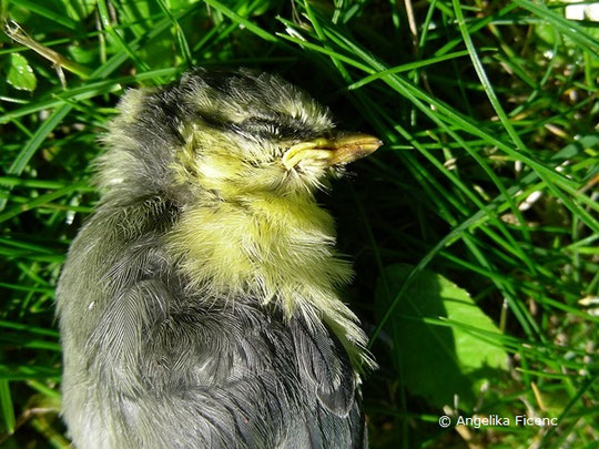 Blaumeise, Cyanistes caeruleus,   © Mag. Angelika Ficenc