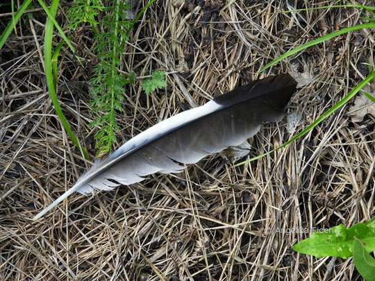 Eichelhäher (Garrulus glandarius)  © Mag. Angelika Ficenc