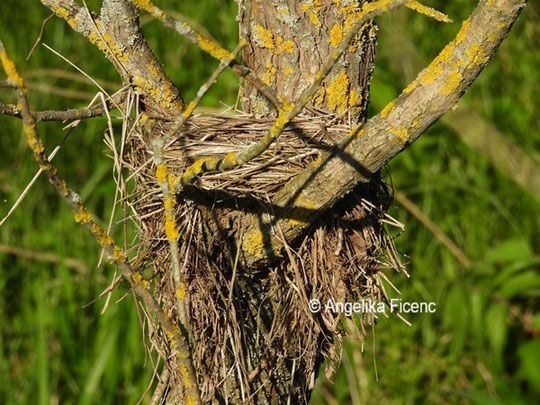 Vogelnest © Mag. Angelika Ficenc