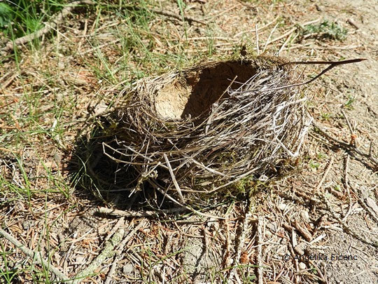 Singdrossel, Turdus philomelos, Nest, Tierbauten, tierspuren.at  © Mag. Angelika Ficenc