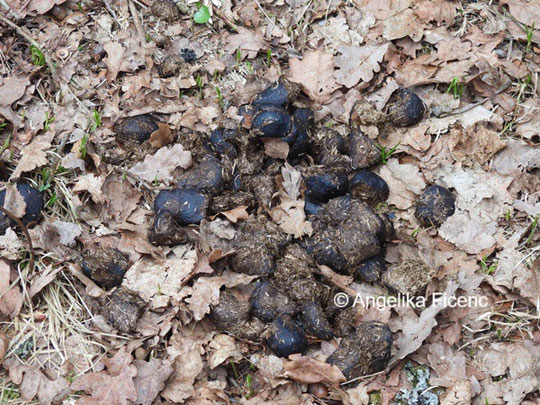 Pferdeäpfel © Mag. Angelika Ficenc