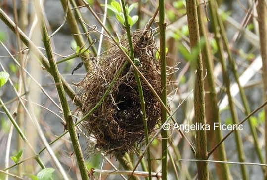 Unbestimmtes Vogelnest © Mag. Angelika Ficenc