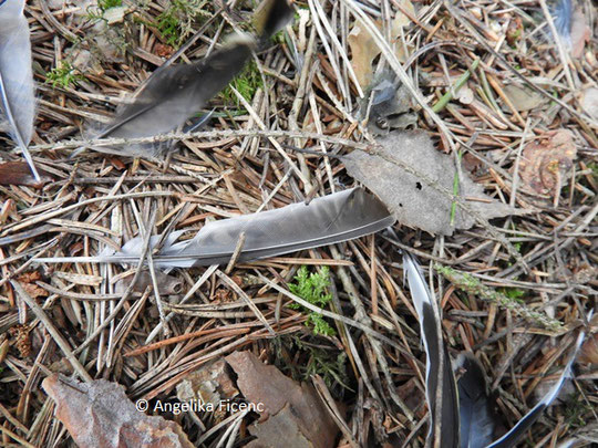 Buchfink (Fringilla coelebs), © Mag. Angelika Ficenc