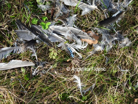 Eichelhäher Rupfung © Mag. Angelika Ficenc