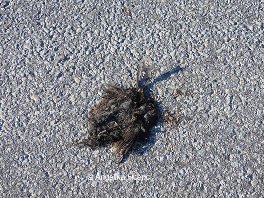 tote Amsel © Mag. Angelika Ficenc