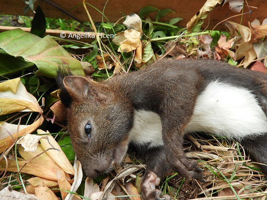 Europäisches Eichkätzchen (Sciurus vulgaris) © Mag. Angelika Ficenc