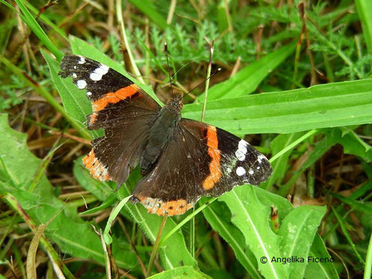   © Mag. Angelika Ficenc, Admiral (Vanessa atalanta)