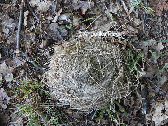 Wacholderdrossel Nest ©  Mag. Angelika Ficenc