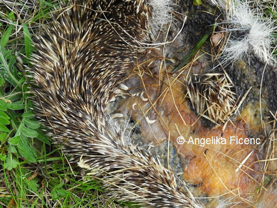 Igel Stachelkleid © Mag. Angelika Ficenc