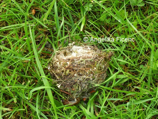Stieglitz Nest © Mag. Angelika Ficenc