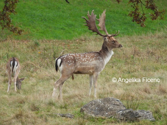 Damwild  © Mag. Angelika Ficenc