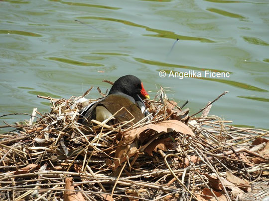 Teichhuhn © Mag. Angelika Ficenc