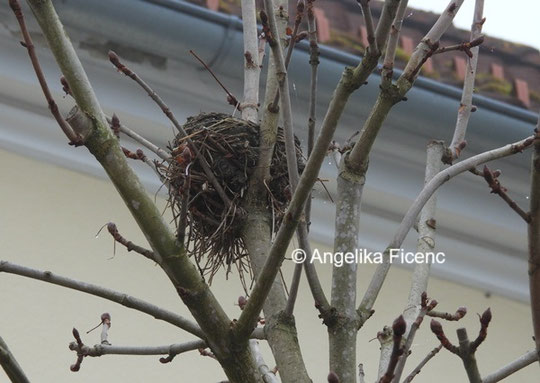 Stieglitz Nest © Mag. Angelika Ficenc