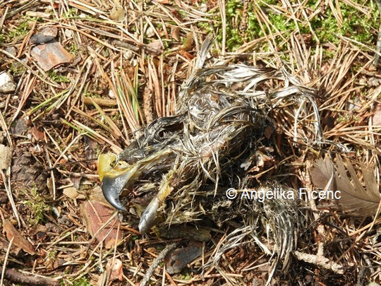 Mäusebussard © Mag. Angelika Ficenc 