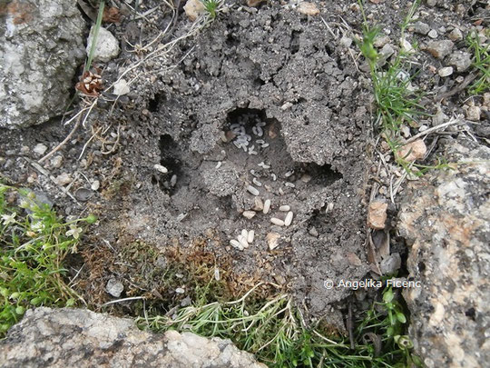 Schwarzgraue Wegameise (Lasius niger)  © Mag. Angelika Ficenc