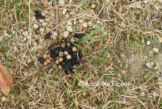 Baummarder Losung © Mag. Angelika Ficenc