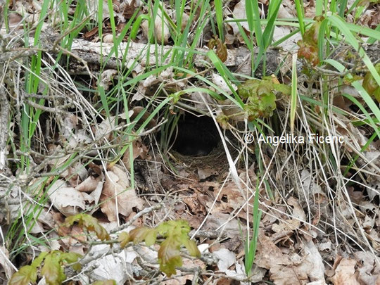 Nest eines Rotkehlchens  © Mag. Angelika Ficenc 2021