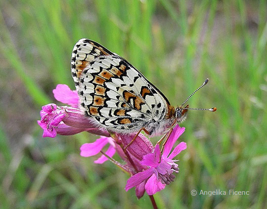 Wegerich Scheckenfalter (Melitaea cinxia),   © Mag. Angelika Ficenc