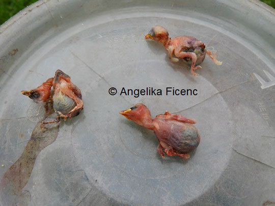 Blaumeise Nestlinge © Mag. Angelika Ficenc