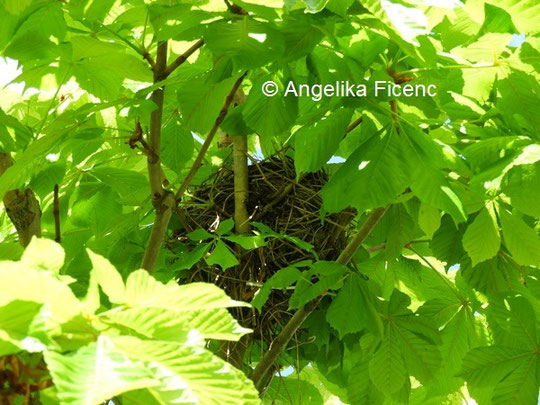 Stieglitz Nest © Mag. Angelika Ficenc