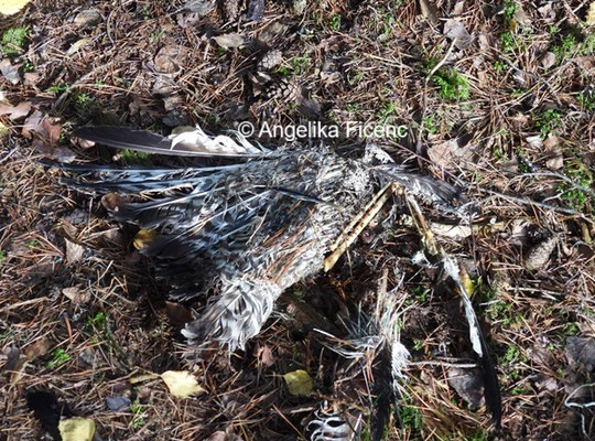 Mäusebussard © Mag. Angelika Ficenc