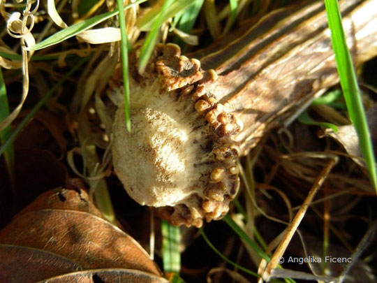 Reh (capreolus capreolus) -   © Mag. Angelika Ficenc