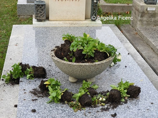 Saatkrähe  © Mag. Angelika Ficenc