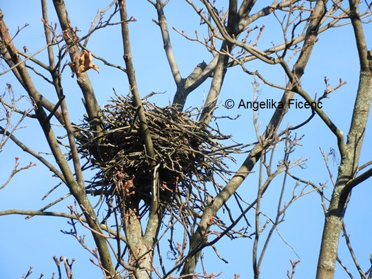 Ringeltaube Nest © Mag. Angelika Ficenc