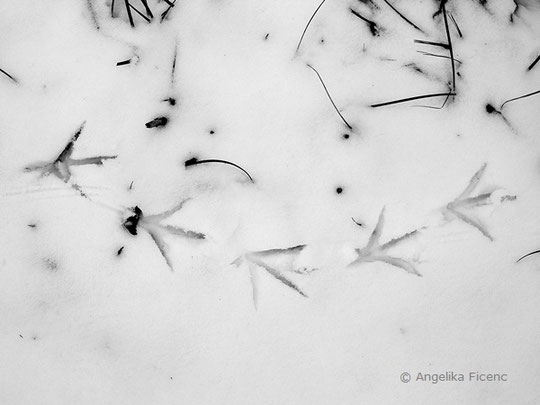 Teichhuhn (Gallinula chloropus) - Spur, © Mag. Angelika Ficenc