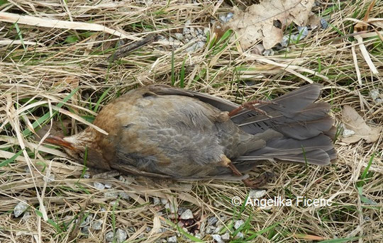 tote Amsel, Körperunterseite © Mag. Angelika Ficenc